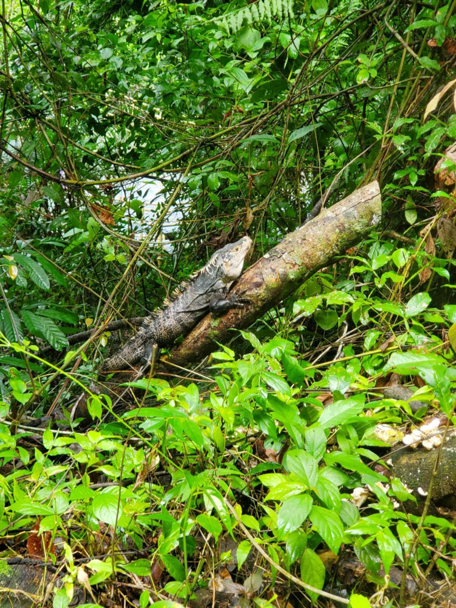 Hotel Villa Prats Nationalpark Nationalpark Manuel Antonio Exterior foto
